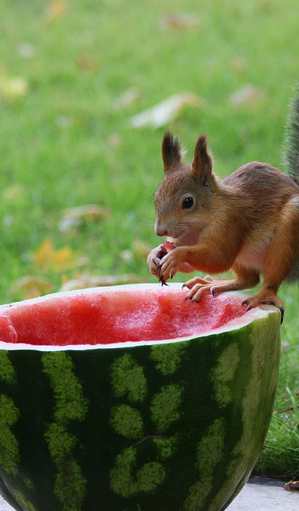 Белка и арбуз
