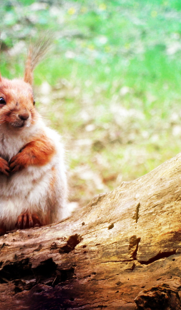 Белка на стволе