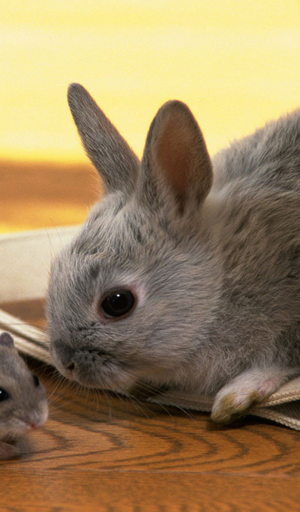 Кролик и хомяк