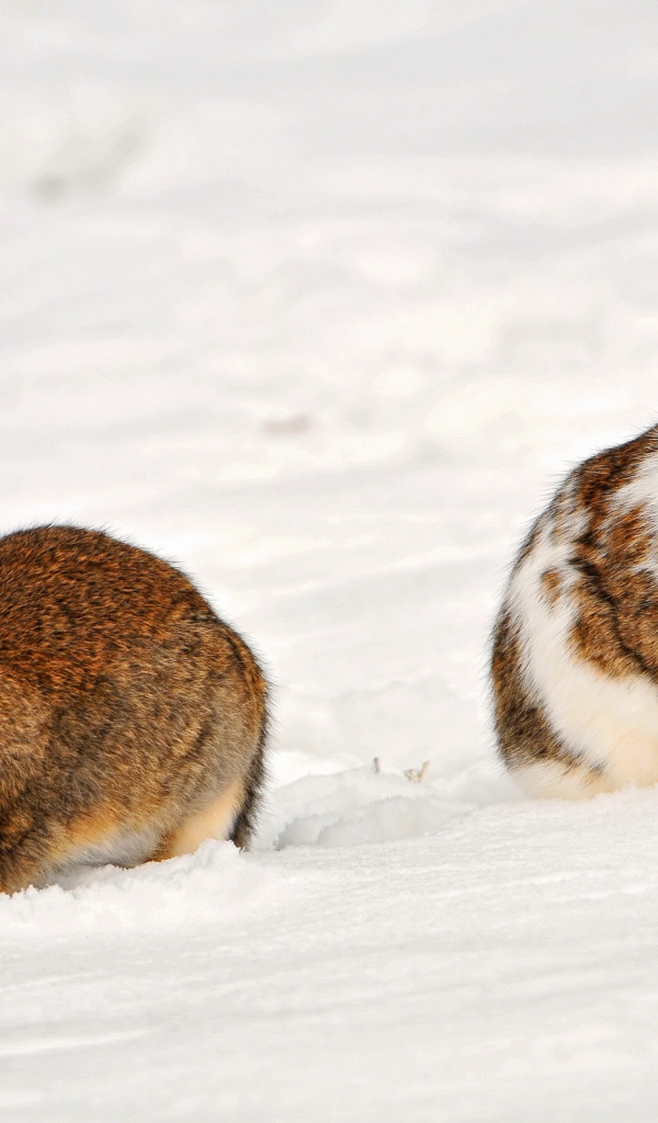 Кролики на снегу