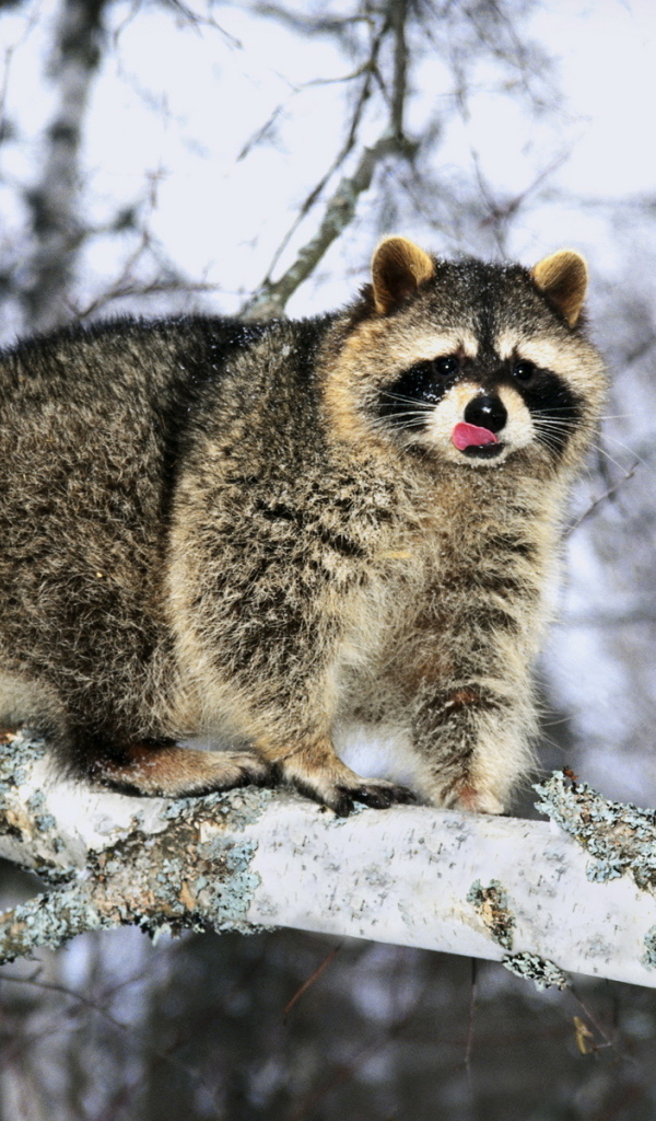 Енот на ветке