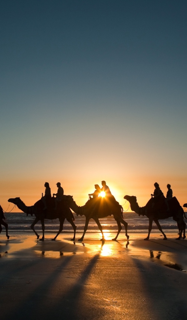 Верблюды у Красного моря