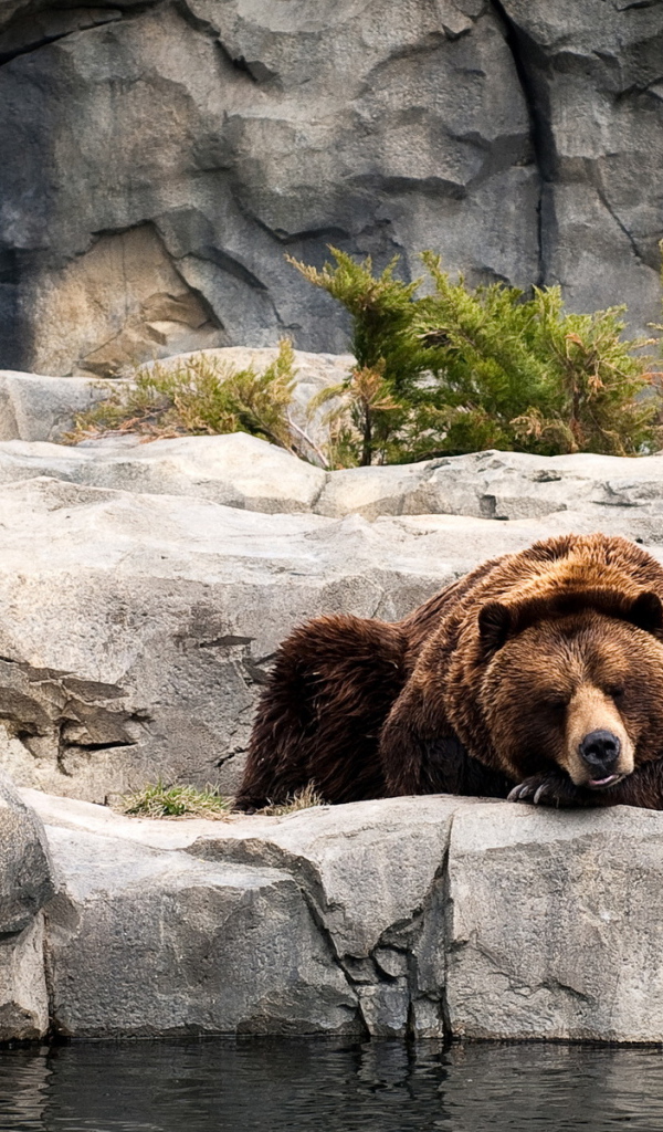 Отдыхающий бурый медведь