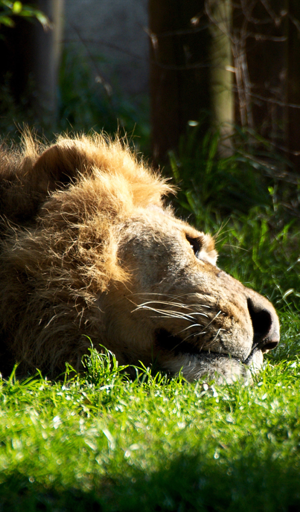 Отдыхающий лев