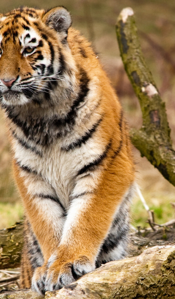 Сибирский тигр