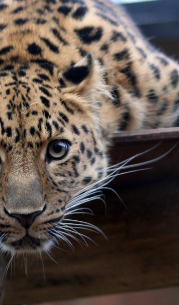 Взгляд леопарда