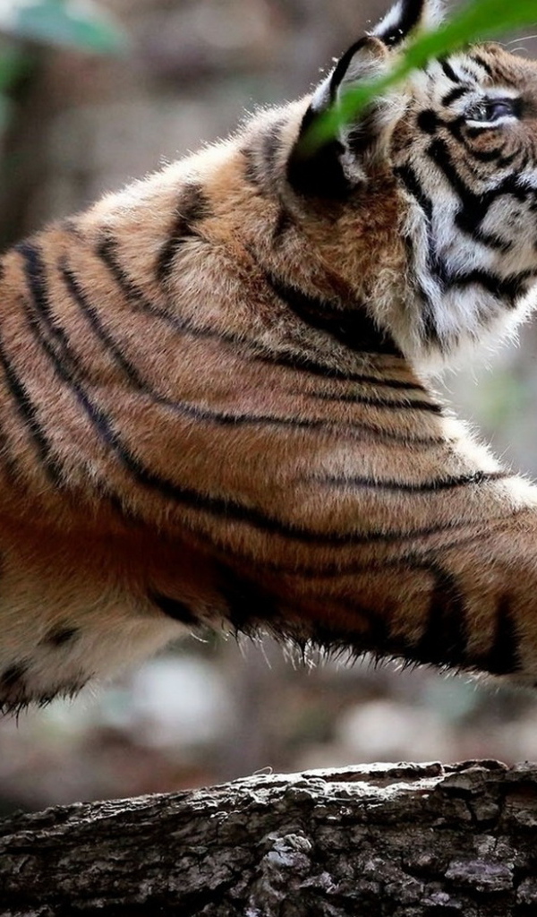 Потягивающийся тигр