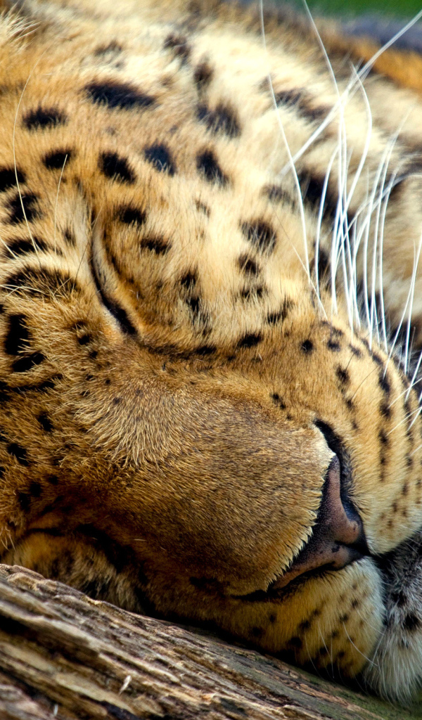 Спящий леопард