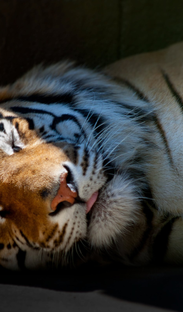Спящий тигр
