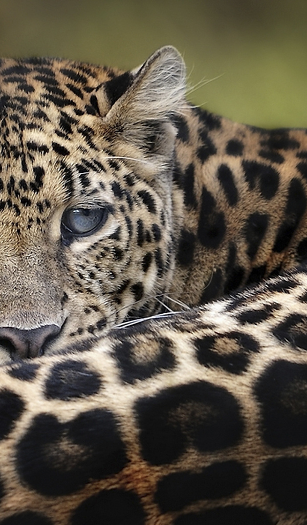 Дымчатый леопард