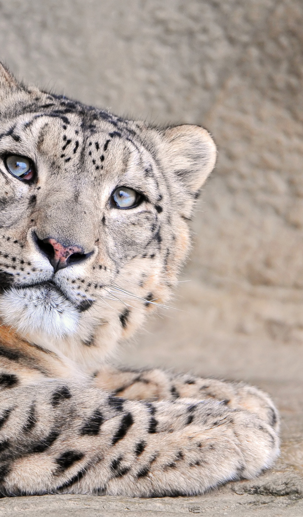 Снежный леопард