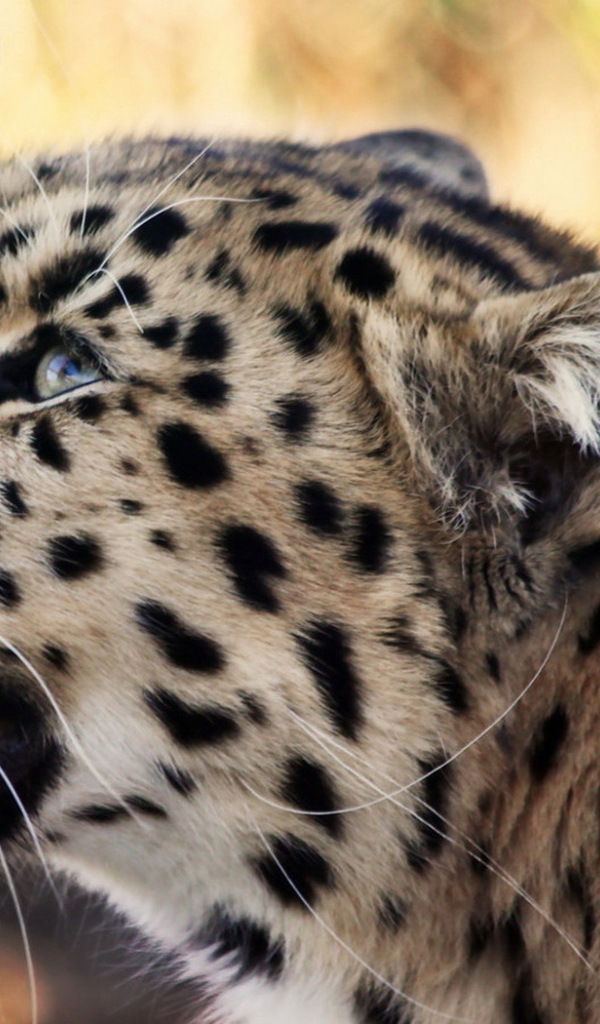 Снежный барс