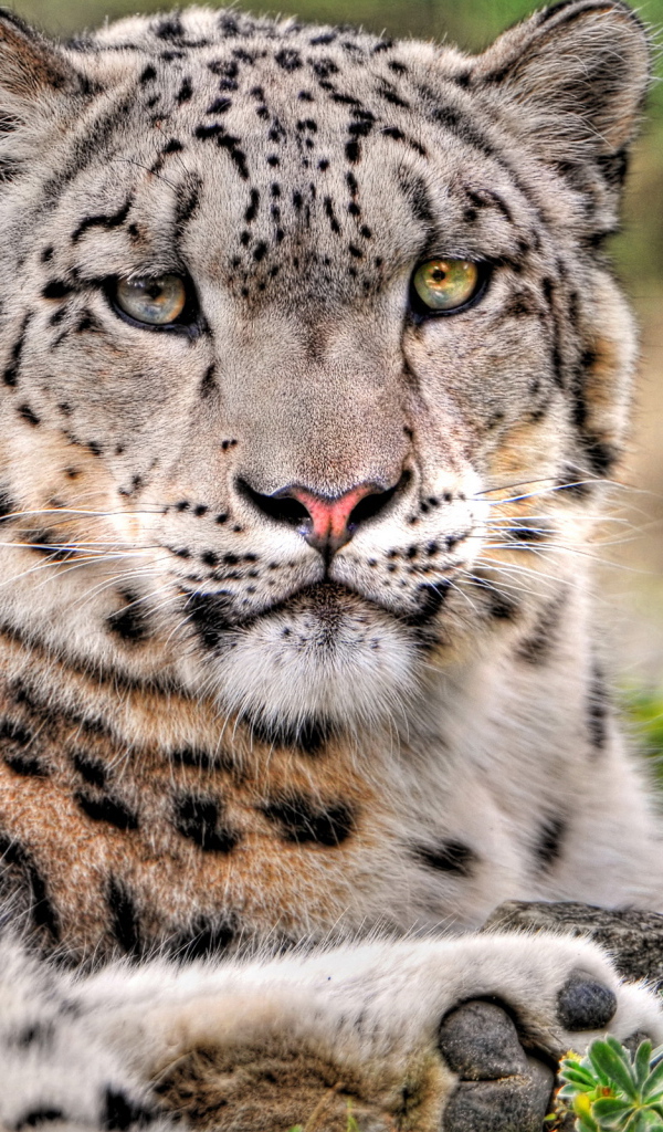 Снежный барс