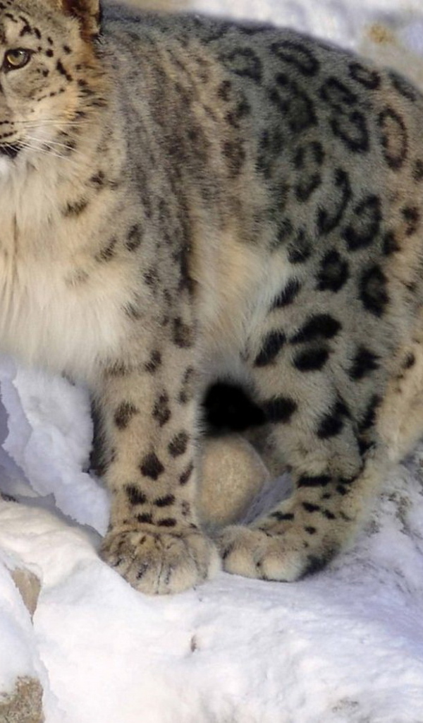 Ирбис на скале