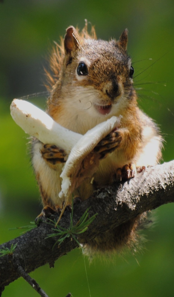 Белка и гриб