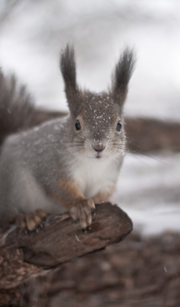 Белка на дереве