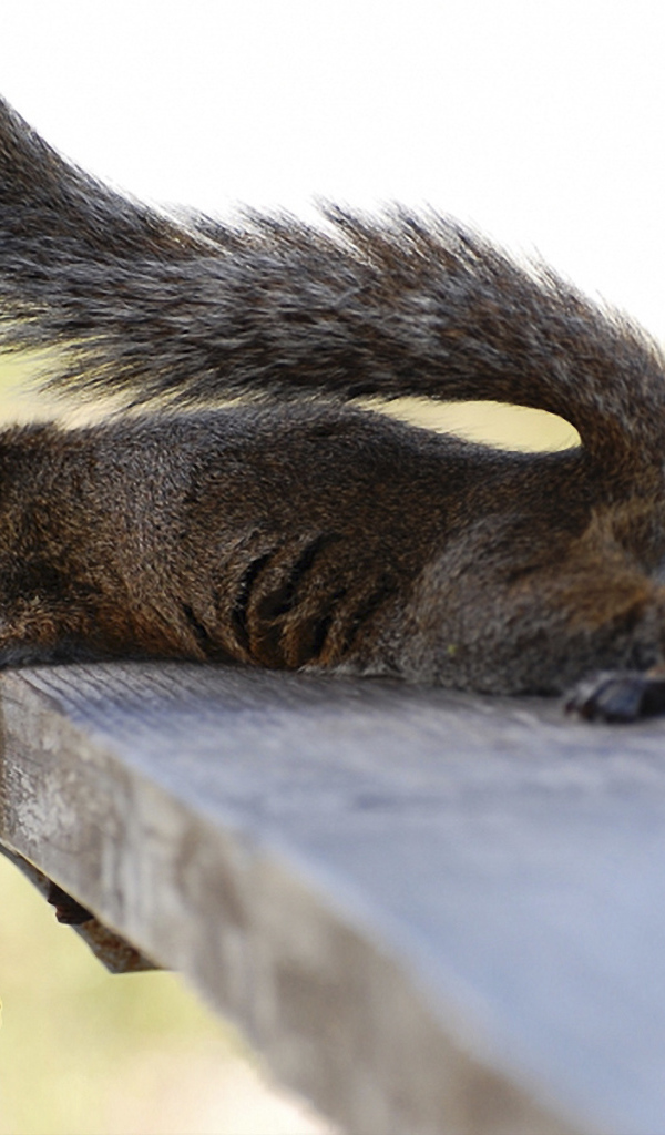 Белка на лавочке