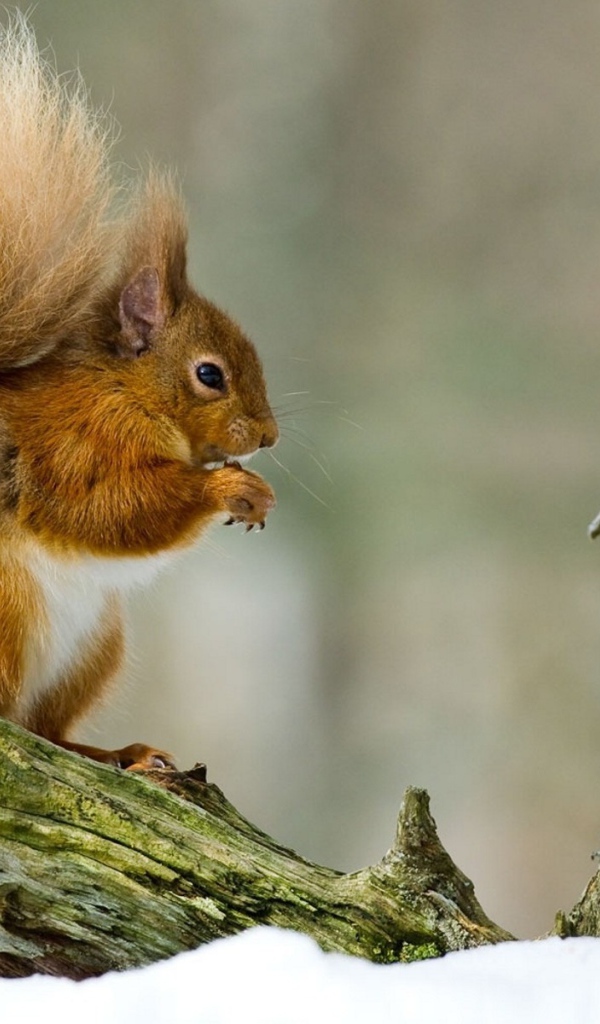 Белка на ветке