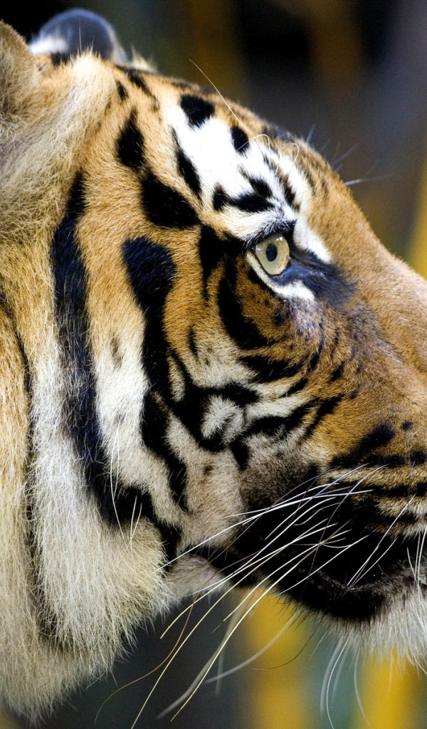 Полосатая морда