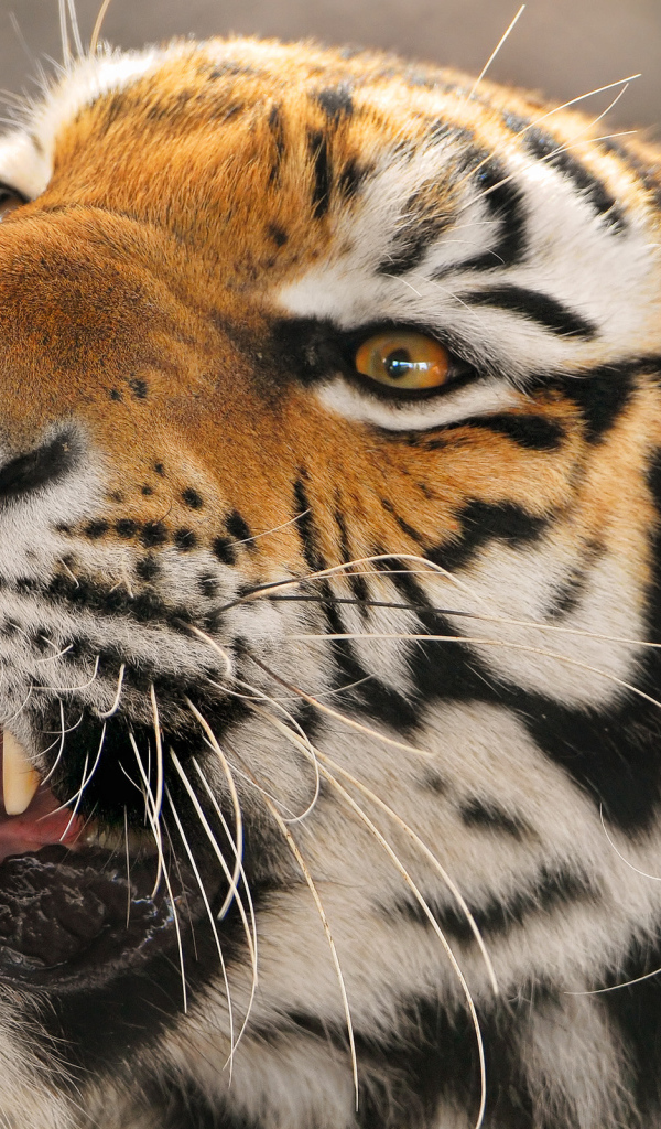 Амурский тигр