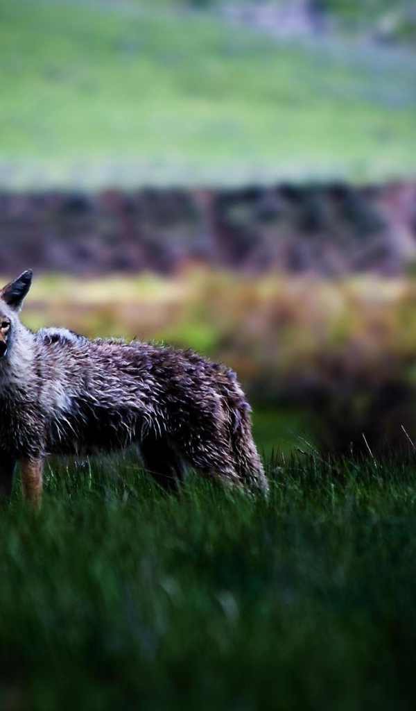 Койот в степи