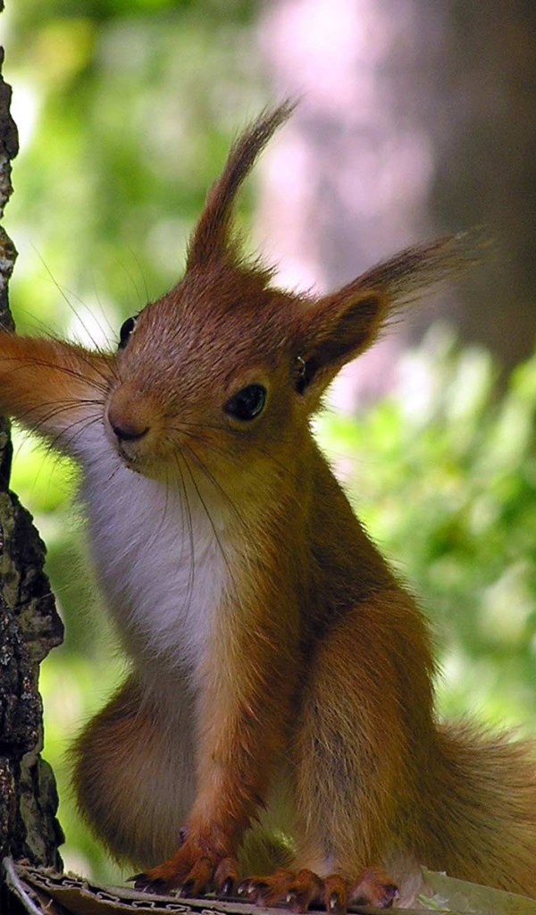Любопытная белка