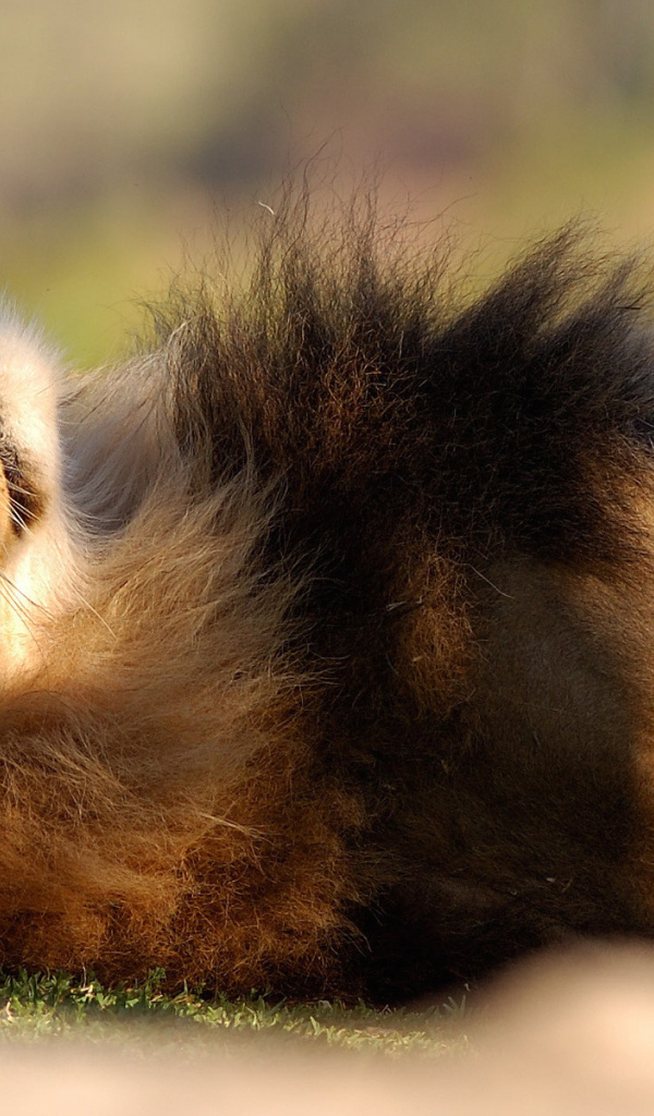 Расслабленный лев