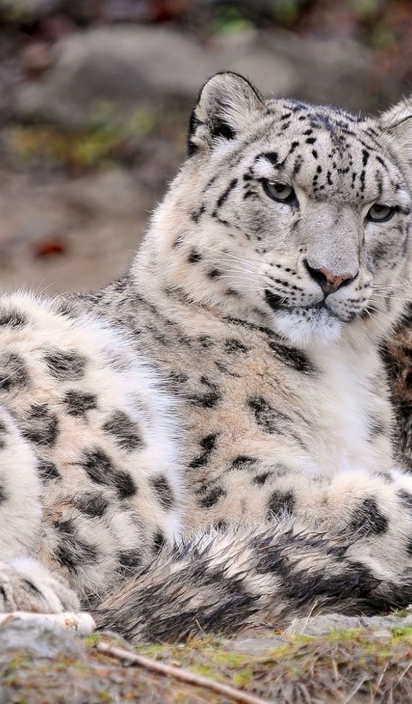 Снежный барс (ирбис, снежный леопард). Снежный леопард и снежный барс. Снежные барсы город. Форма снежные барсы хоккей. Снежный барс алтайский заповедник.