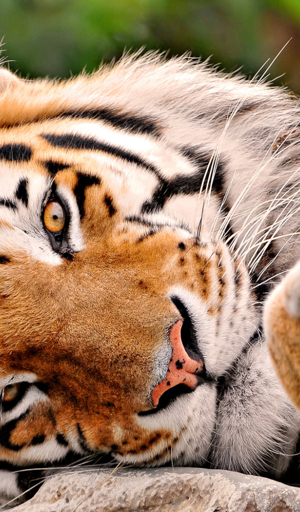 Тигриная мордашка