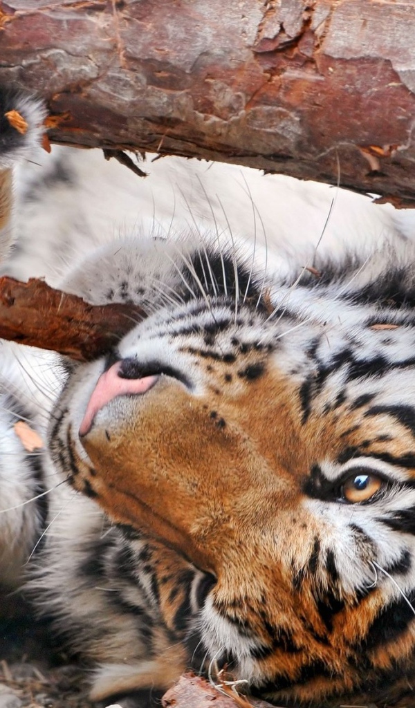 Тигр и бревно