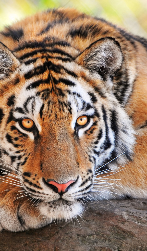 Тигриный взгляд