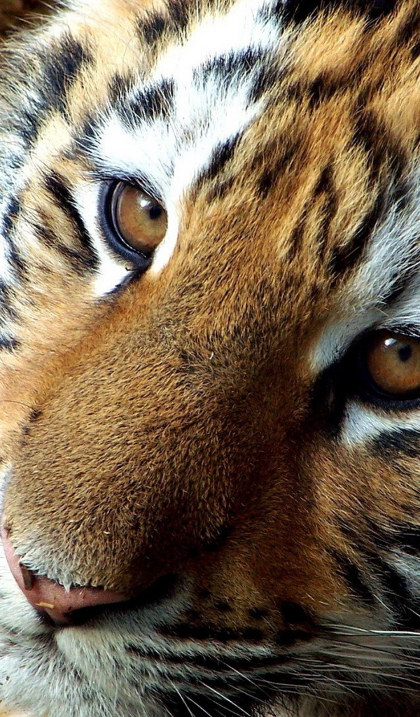 мордашка Тигренка