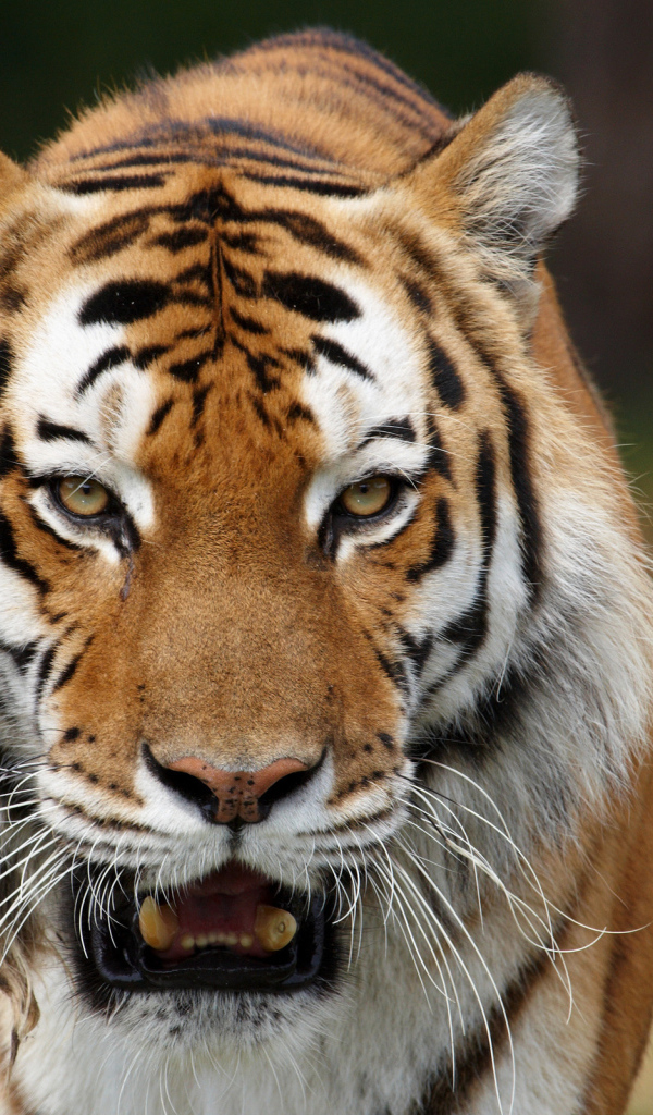 Тигриные клыки