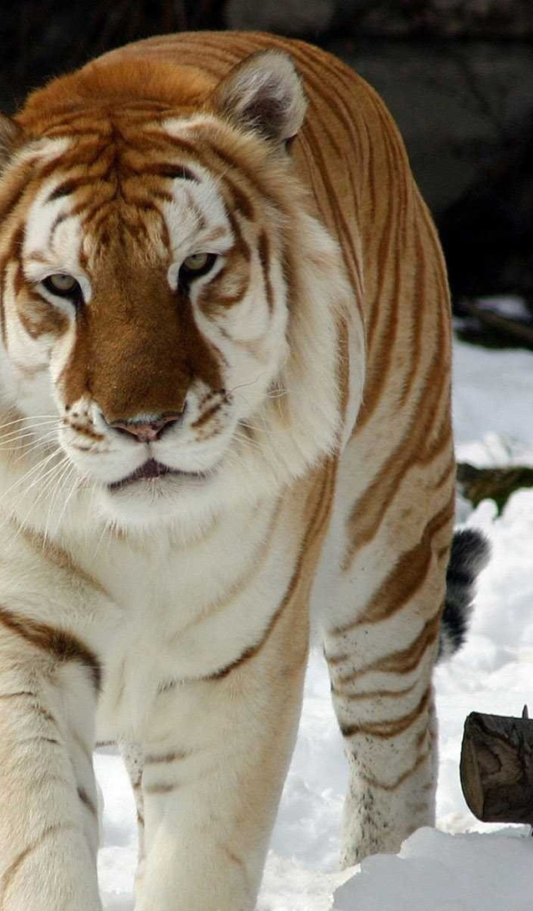 Тигр на снегу