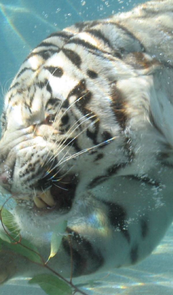 Тигр под водой