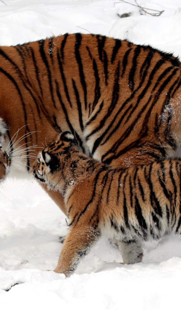 Тигрица и котенок