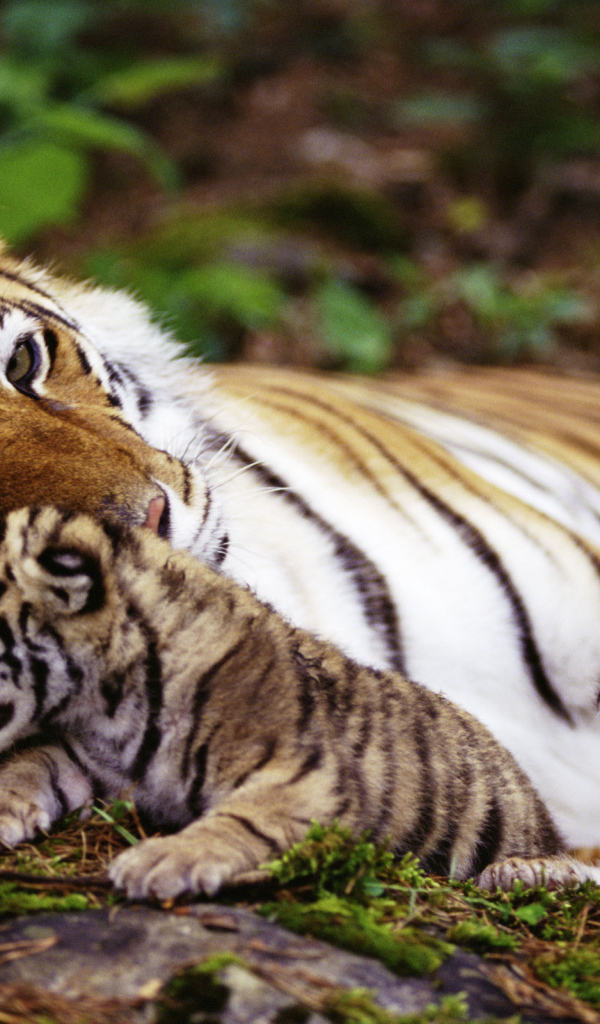 Тигрица и котята