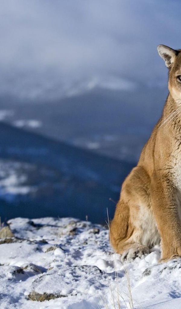 Уставший зверь