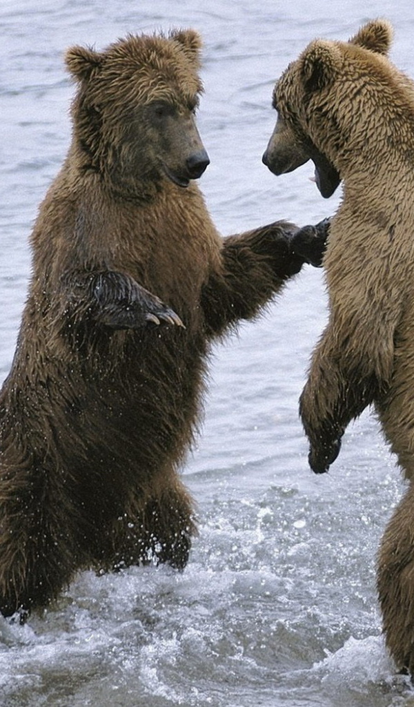 Два медведя