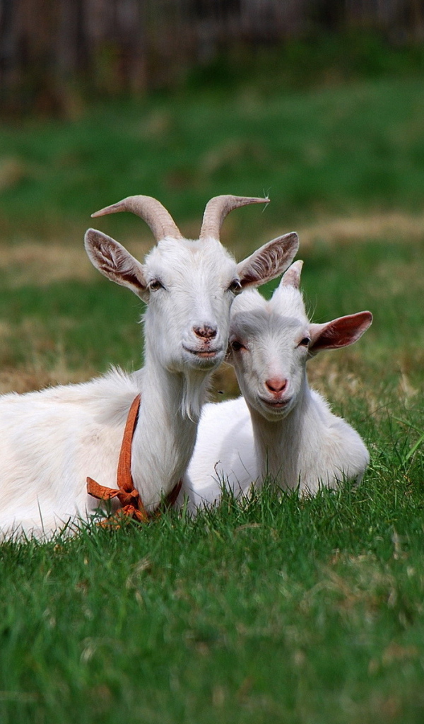 Две козы