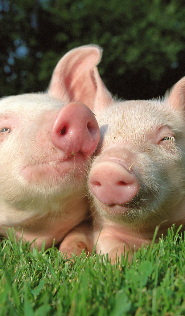 Два поросенка