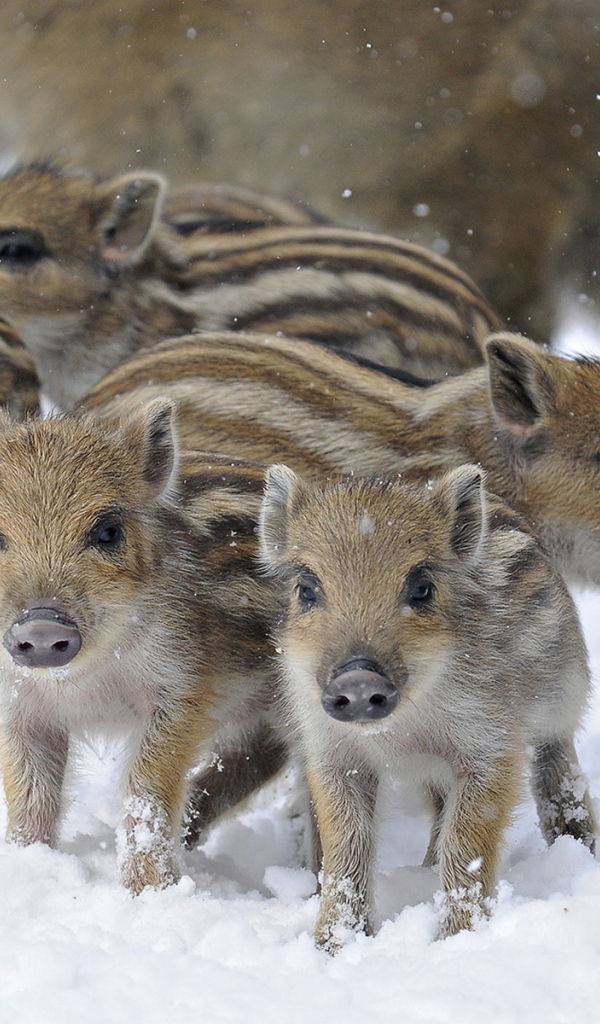 Дикие поросята