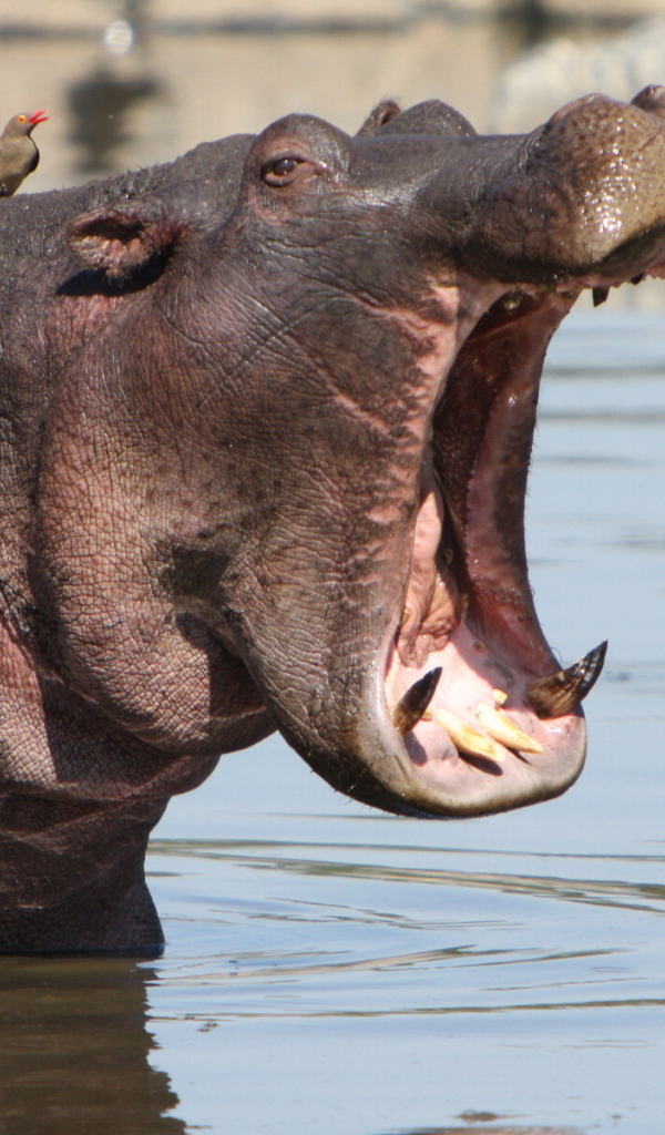 Зевающий бегемот