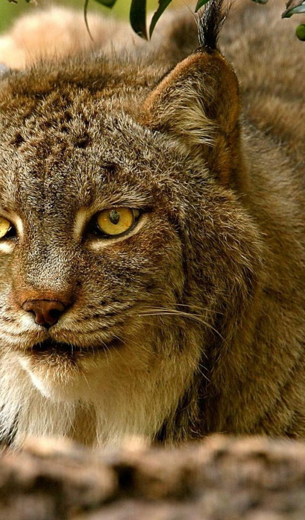 хищная Рысь