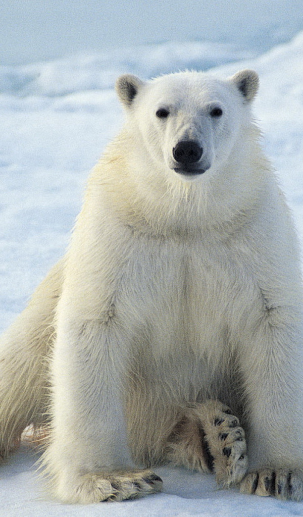 сидящий Белый медведь