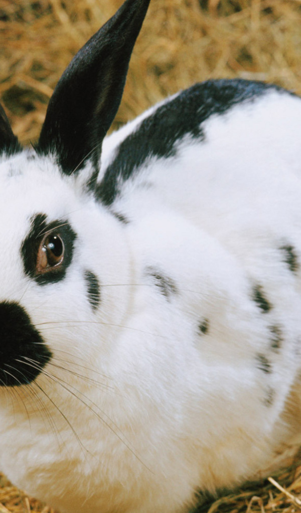 пятнистый Кролик