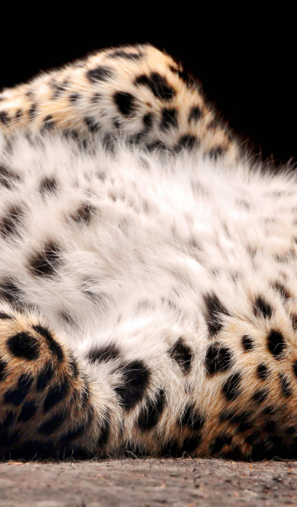 валяющийся Леопард