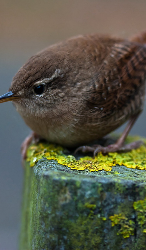 Птичка на пне