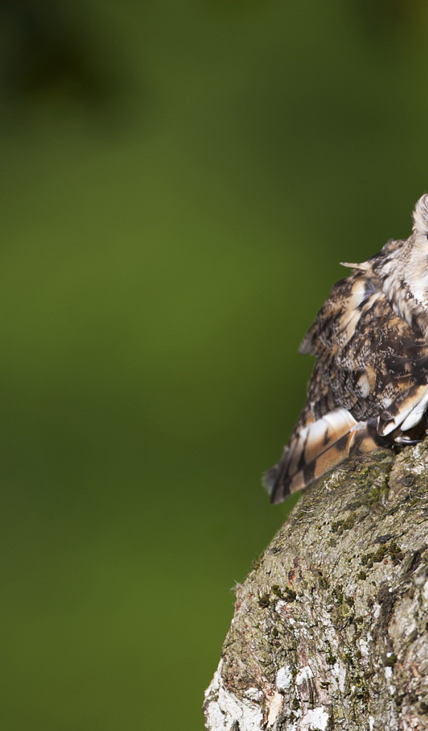 Одинокий филин