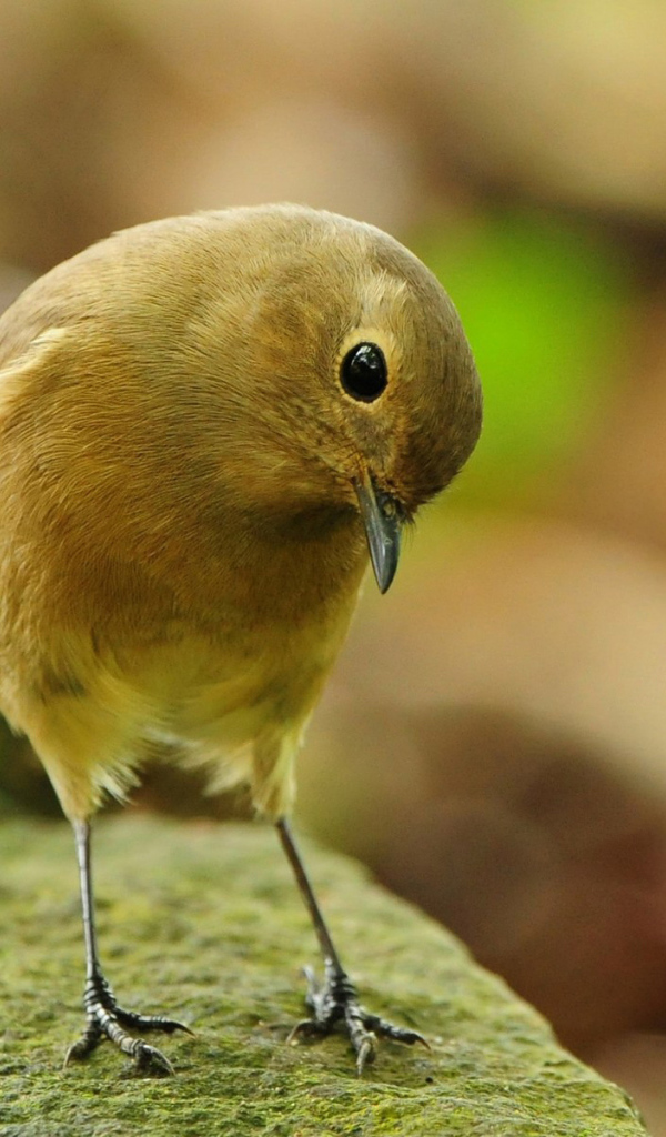 Загадочная птичка